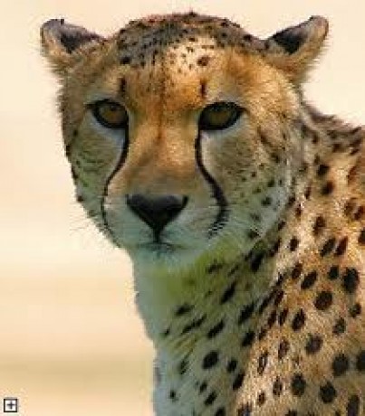 gepard9